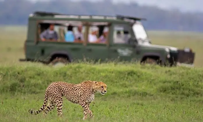Jungle safari