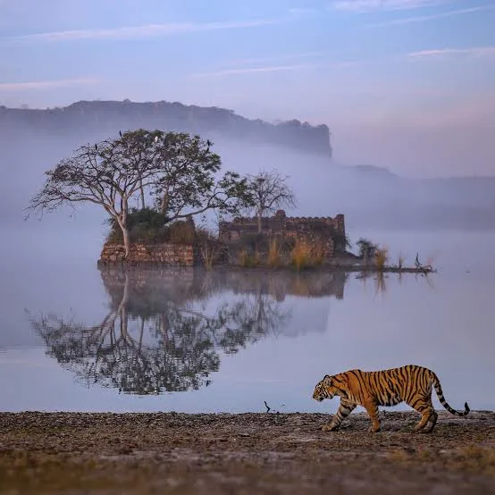 Ranthambore wilderness